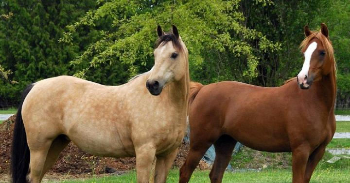 Мясное коневодство как бизнес: рентабельность, отзывы Мясная порода лошадей
